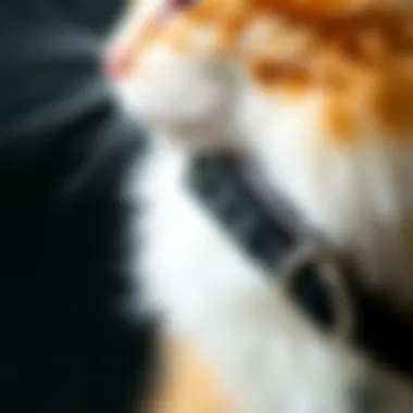 Close-up of material used in scratch resistant collars