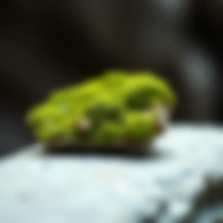 Creative applications of faux moss stones in fashion accessories