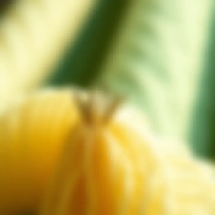 Floss Needle Design for Optimal Performance Detailed view of a floss needle designed for textile applications