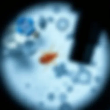 Close-up of dust mites under a microscope